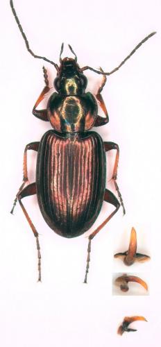 Réf. 251 102 : Agonum muelleri